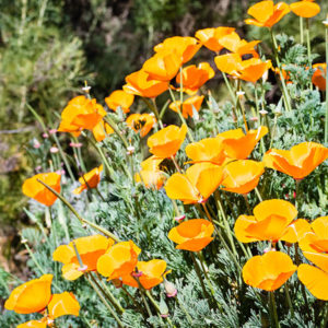 California Native Garden