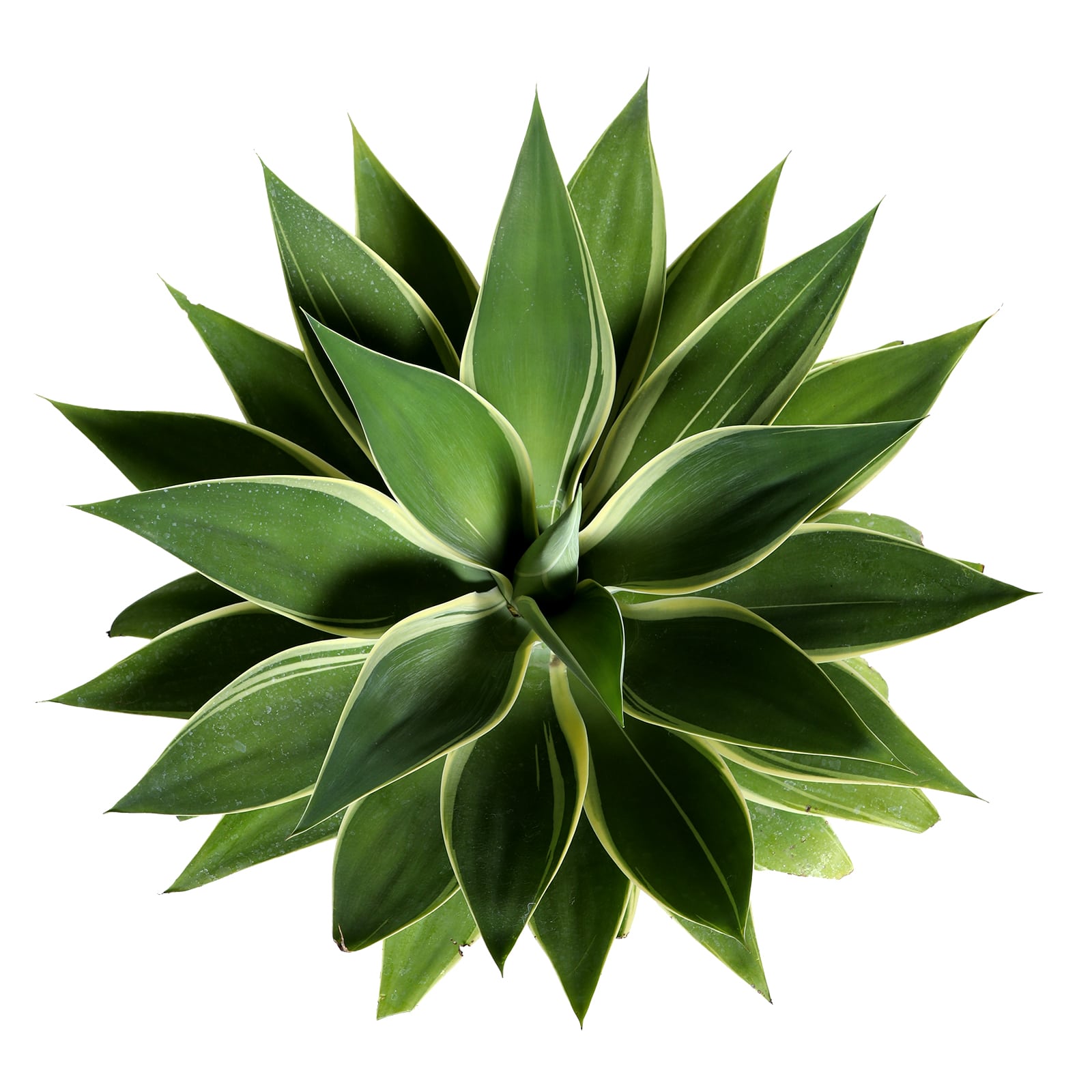 Ray Of Light Fox Tail Agave - Landscape Plant Source ...
