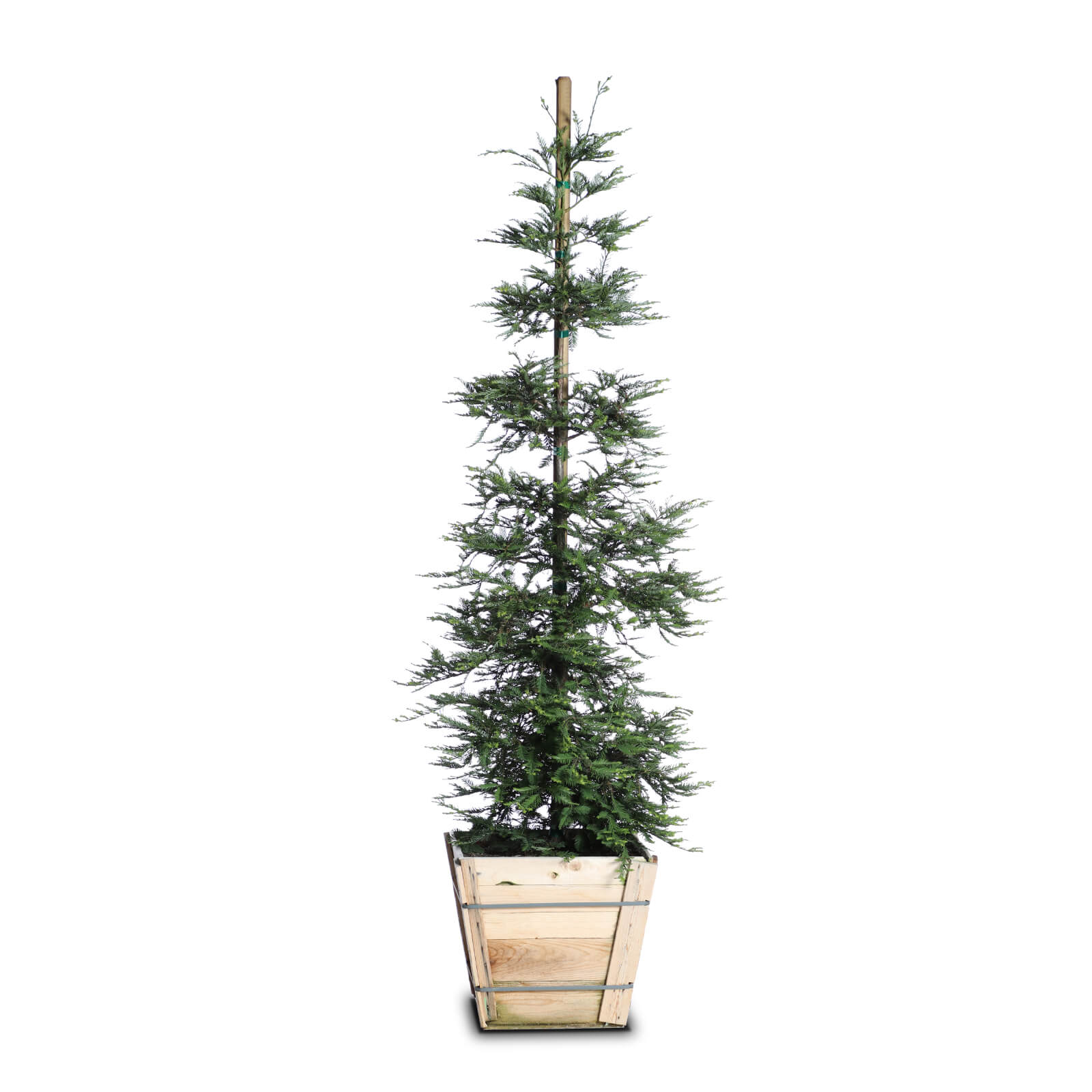 Aptos Blue Coast Redwood Landscape Plant Source Landscape Plant Source