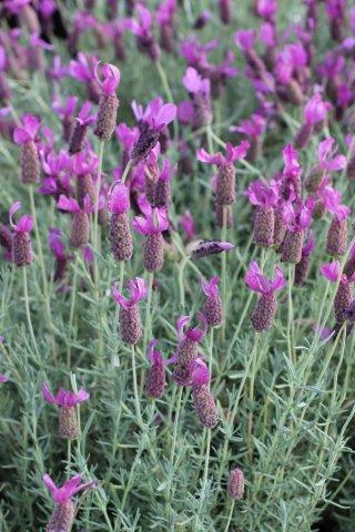 Otto Quast Spanish Lavender Source Landscape Plant Source | Landscape : Plant
