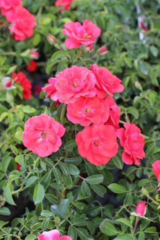 Scarlet Flower Carpet Rose Landscape Plant Source